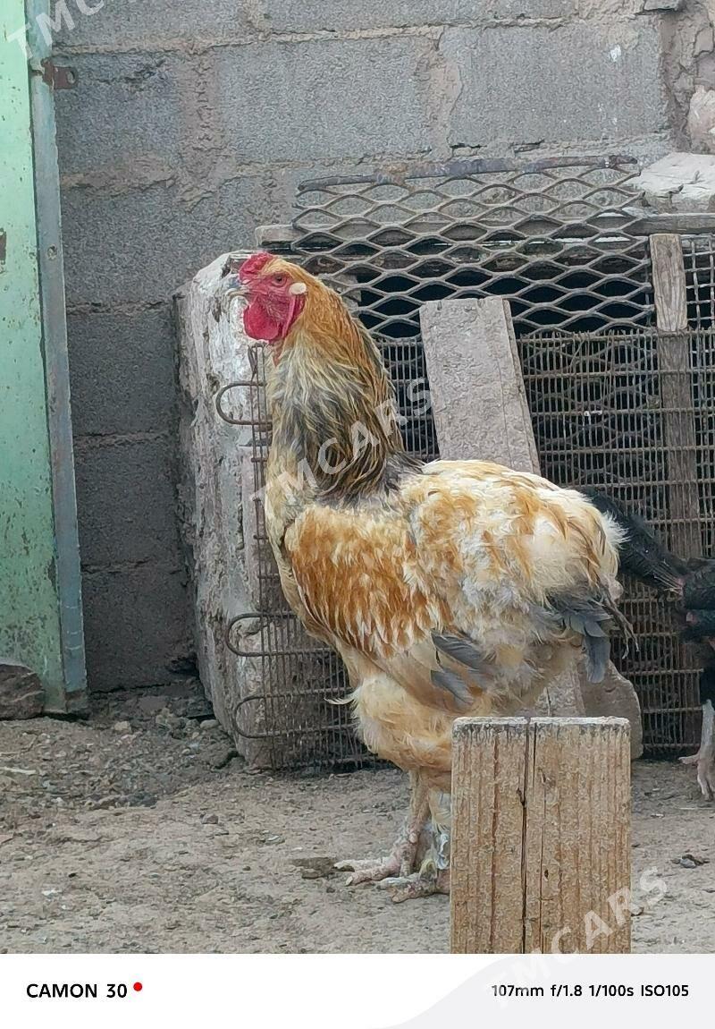 Horoz - Türkmenbaşy - img 3