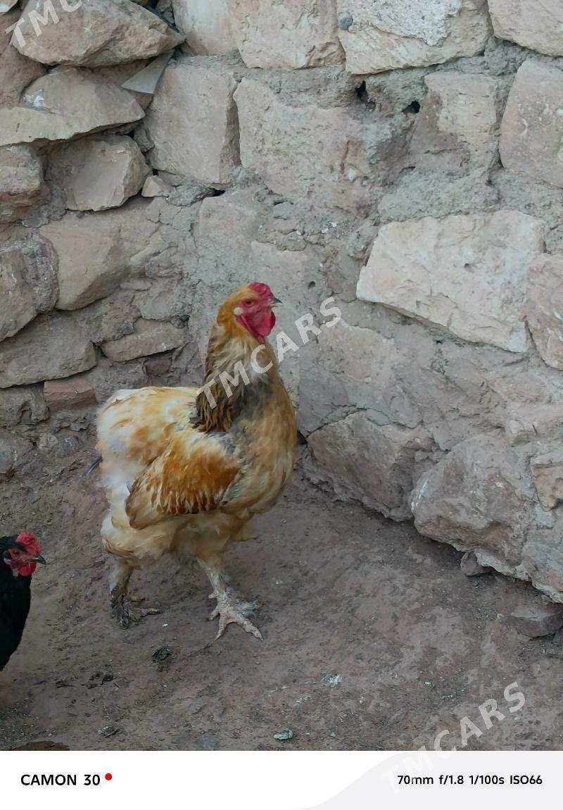 Horoz - Türkmenbaşy - img 6