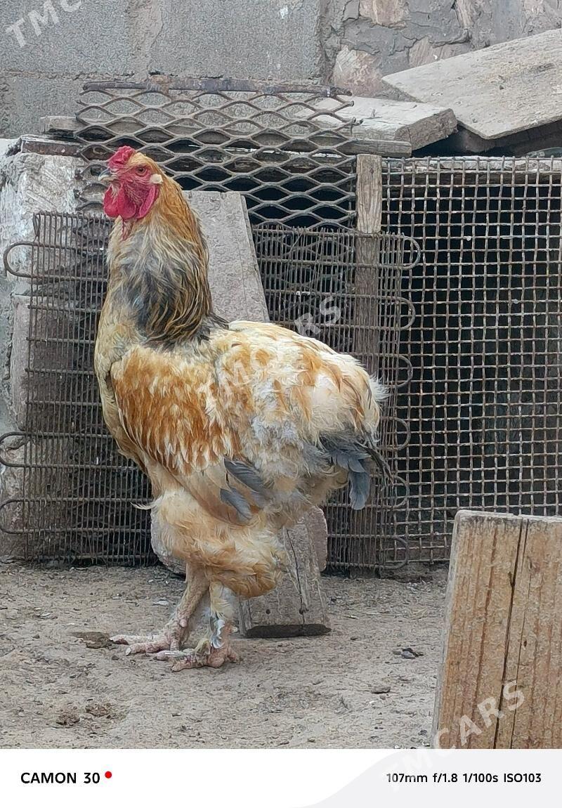 Horoz - Türkmenbaşy - img 4