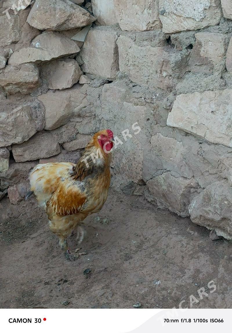 Horoz - Türkmenbaşy - img 7
