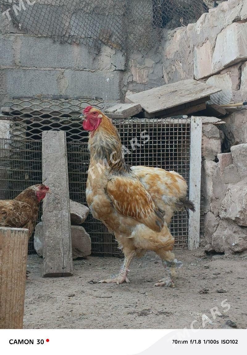 Horoz - Türkmenbaşy - img 5