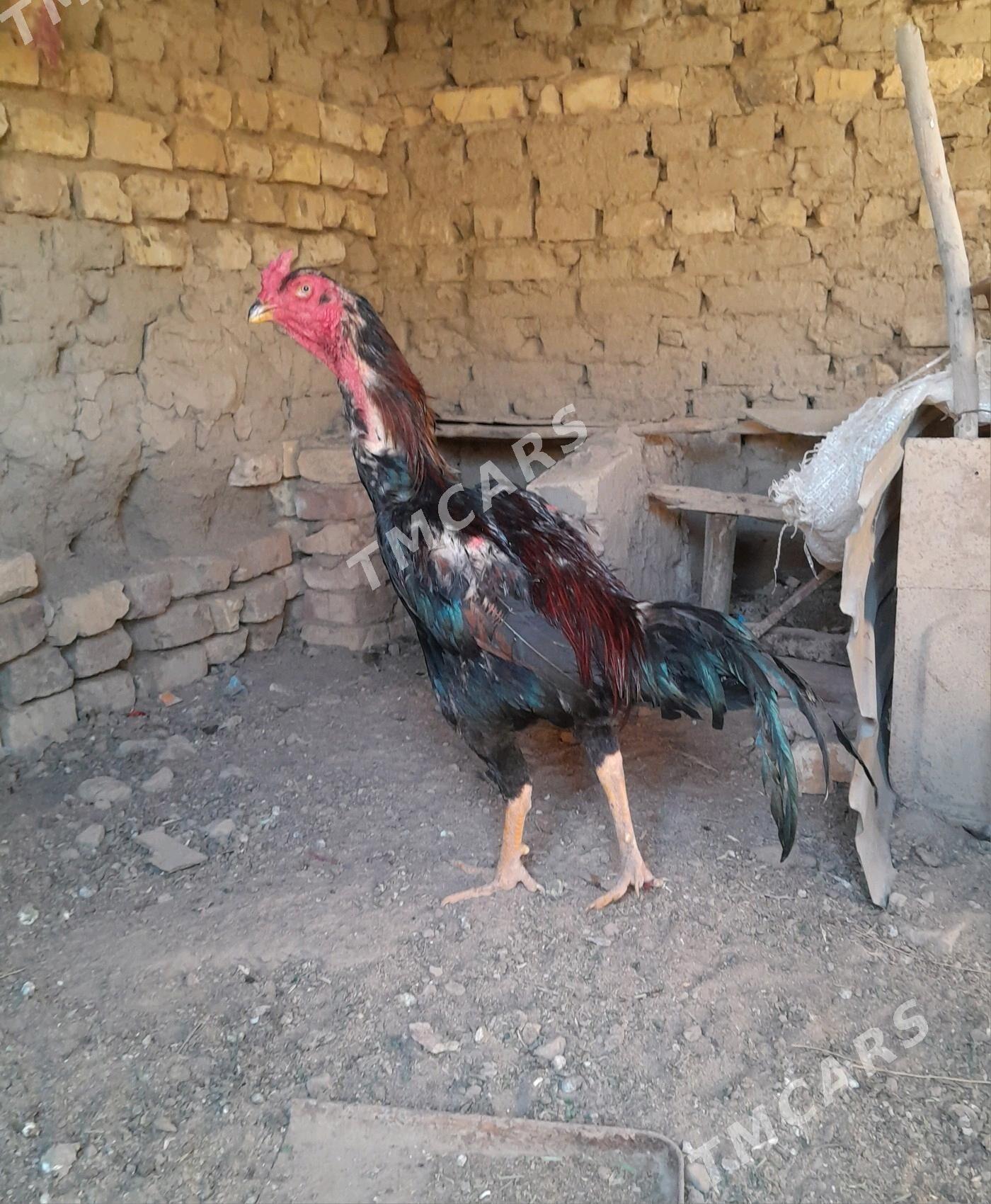 horaz - Baýramaly - img 2