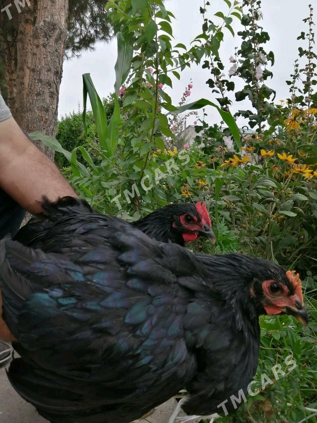 gigant jüýje horaz - Çoganly - img 3