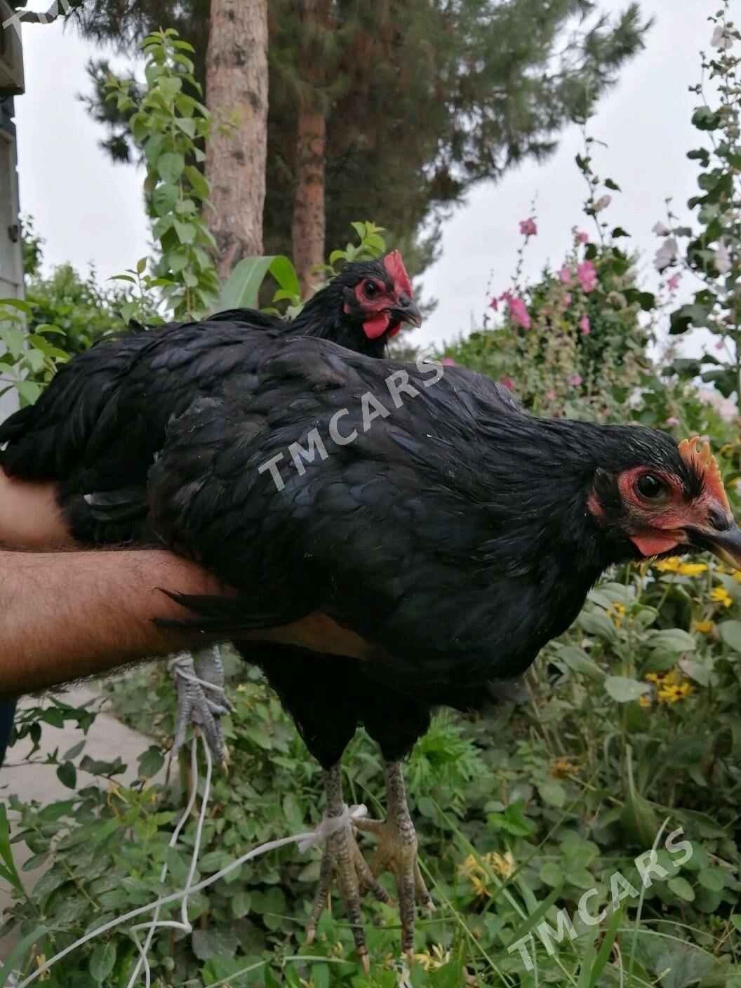 gigant jüýje horaz - Çoganly - img 1