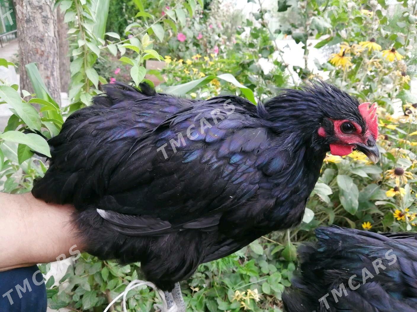 gigant jüýje horaz - Çoganly - img 2