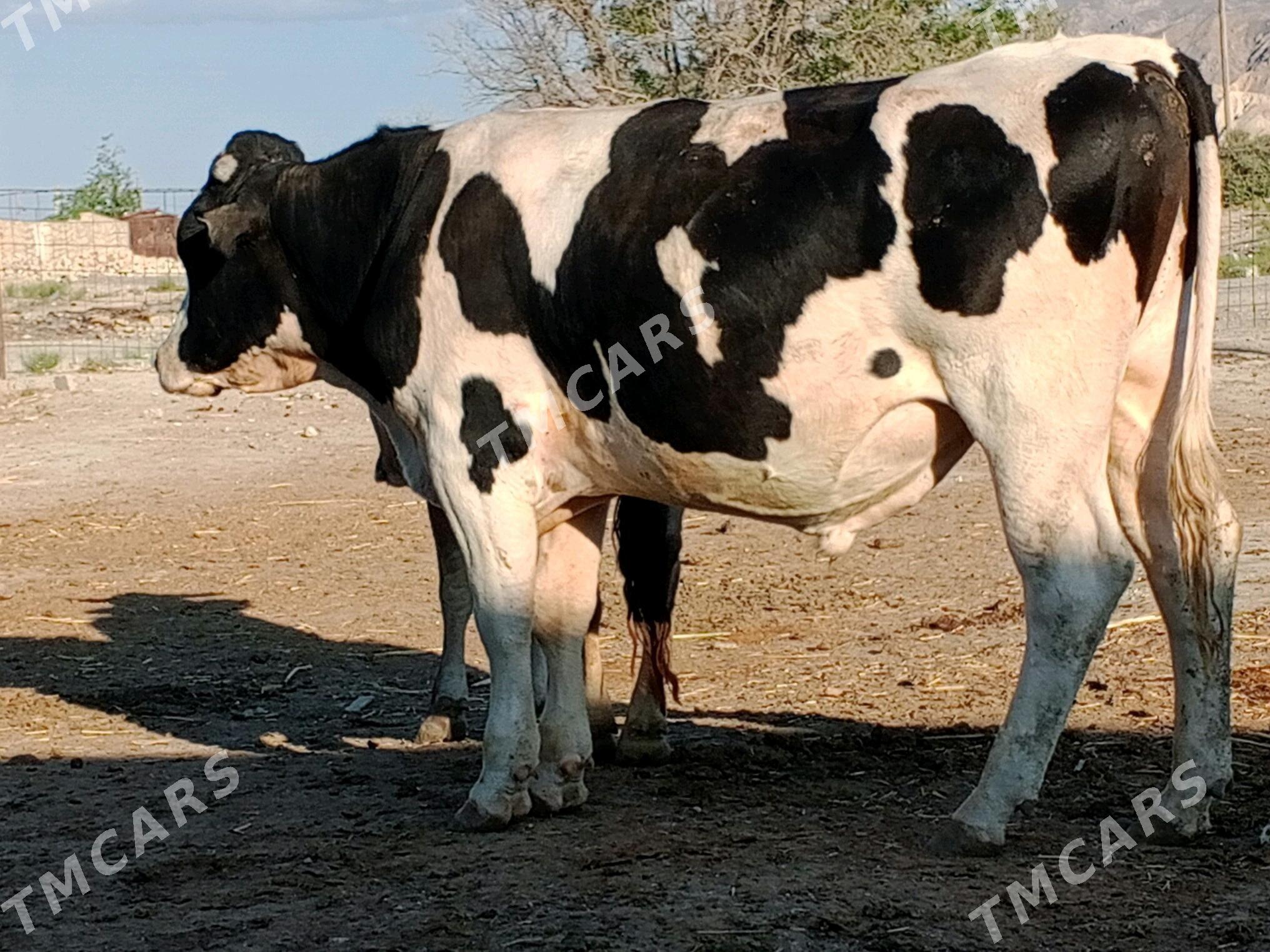 ala õküz - Bereket - img 2