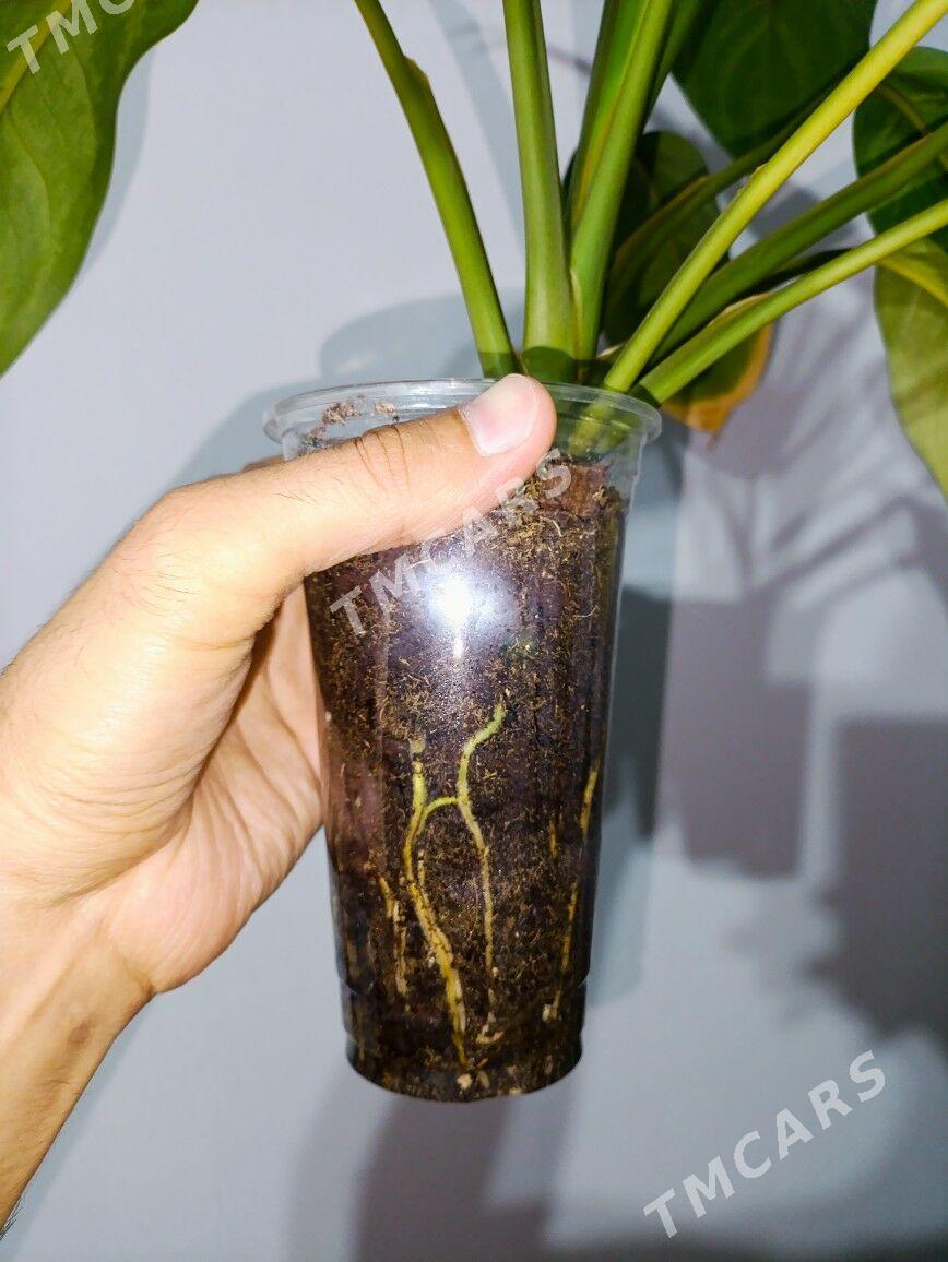 Aglaonema Freedman - Gökje - img 3