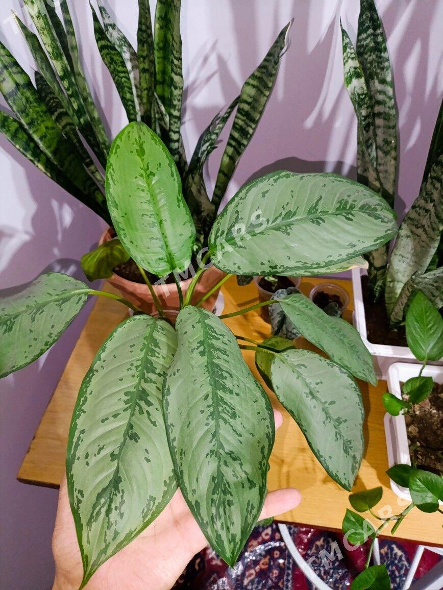Aglaonema Freedman - Gökje - img 2