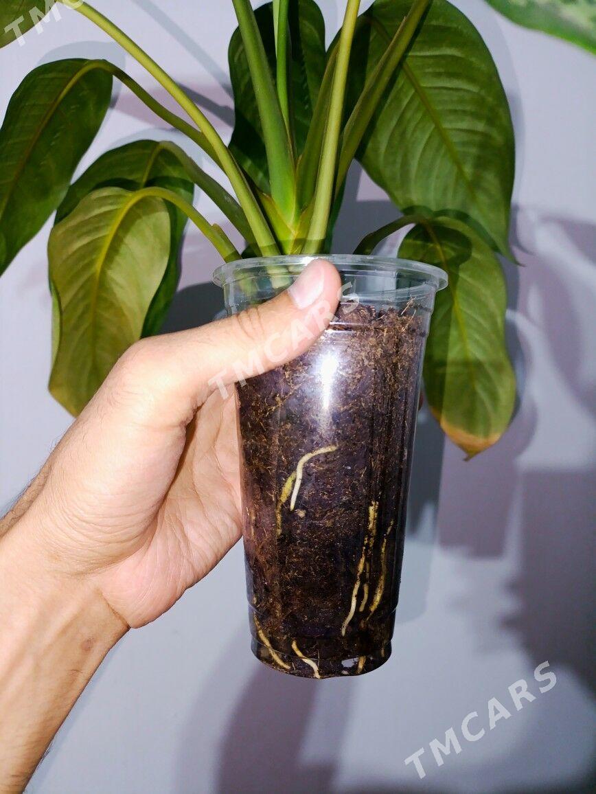 Aglaonema Freedman - Gökje - img 4