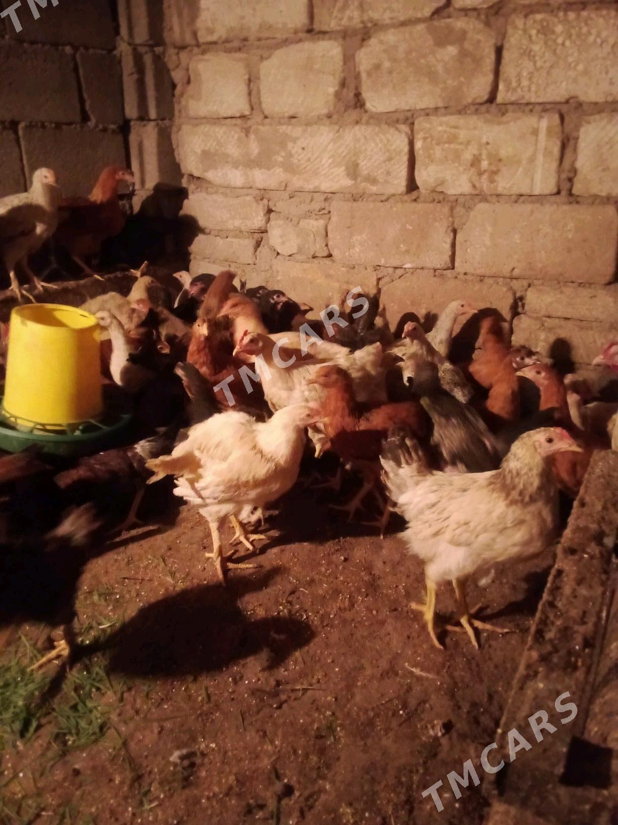 TOWUK JÜJE - Türkmenbaşy - img 2