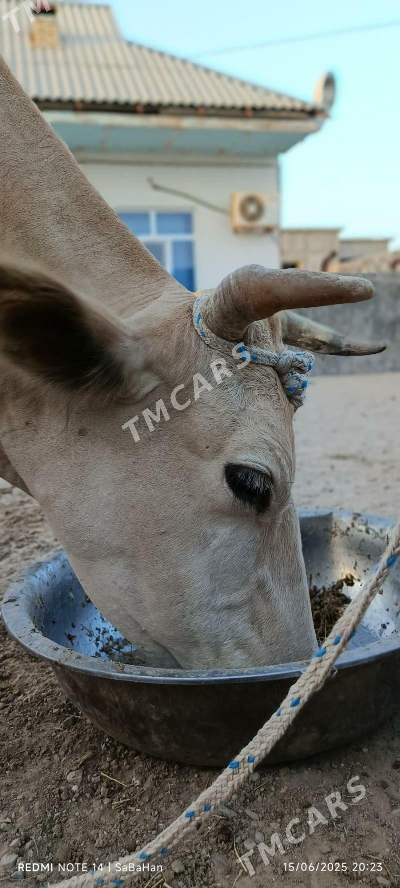 Sagym sygyr - Туркменбаши - img 2