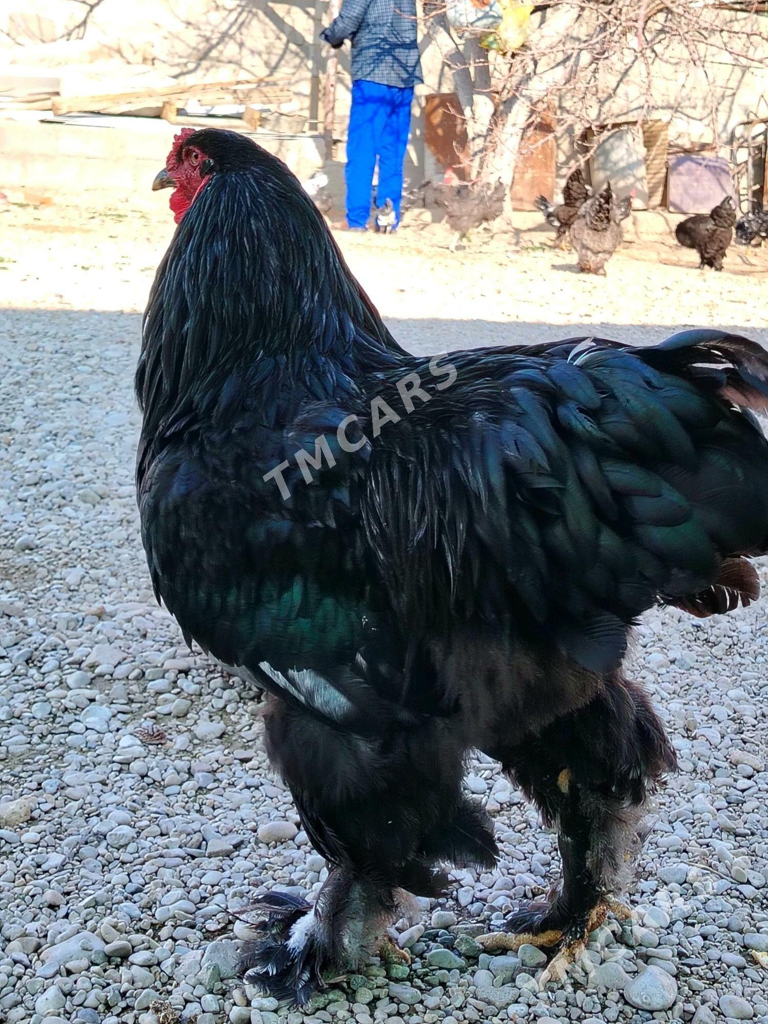 BRAMA GARA - Balkanabat - img 6