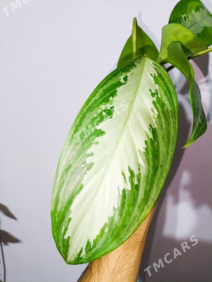 Aglaonema Silver Bay - Gökje - img 5