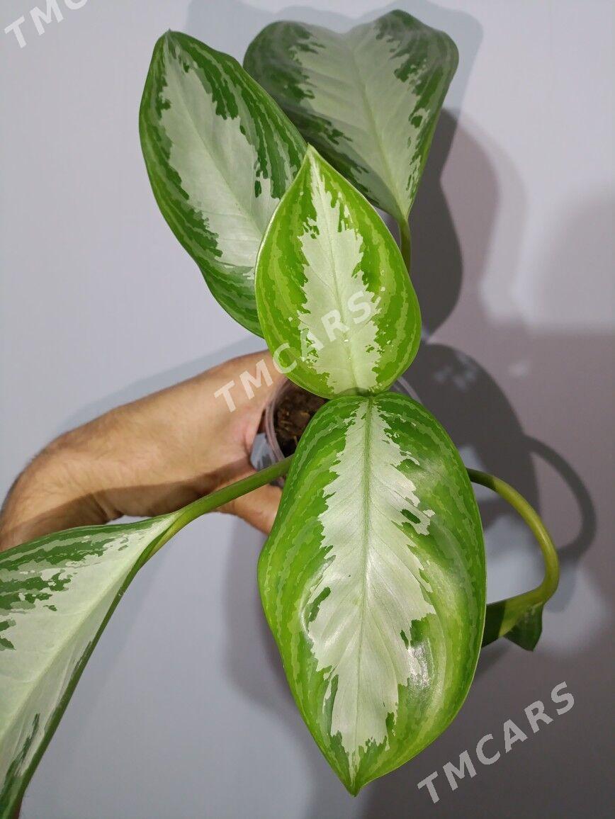Aglaonema Silver Bay - Gökje - img 4