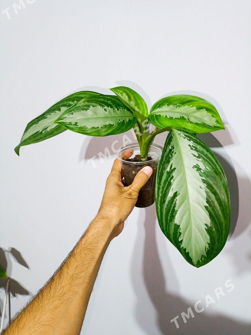 Aglaonema Silver Bay - Gökje - img 2
