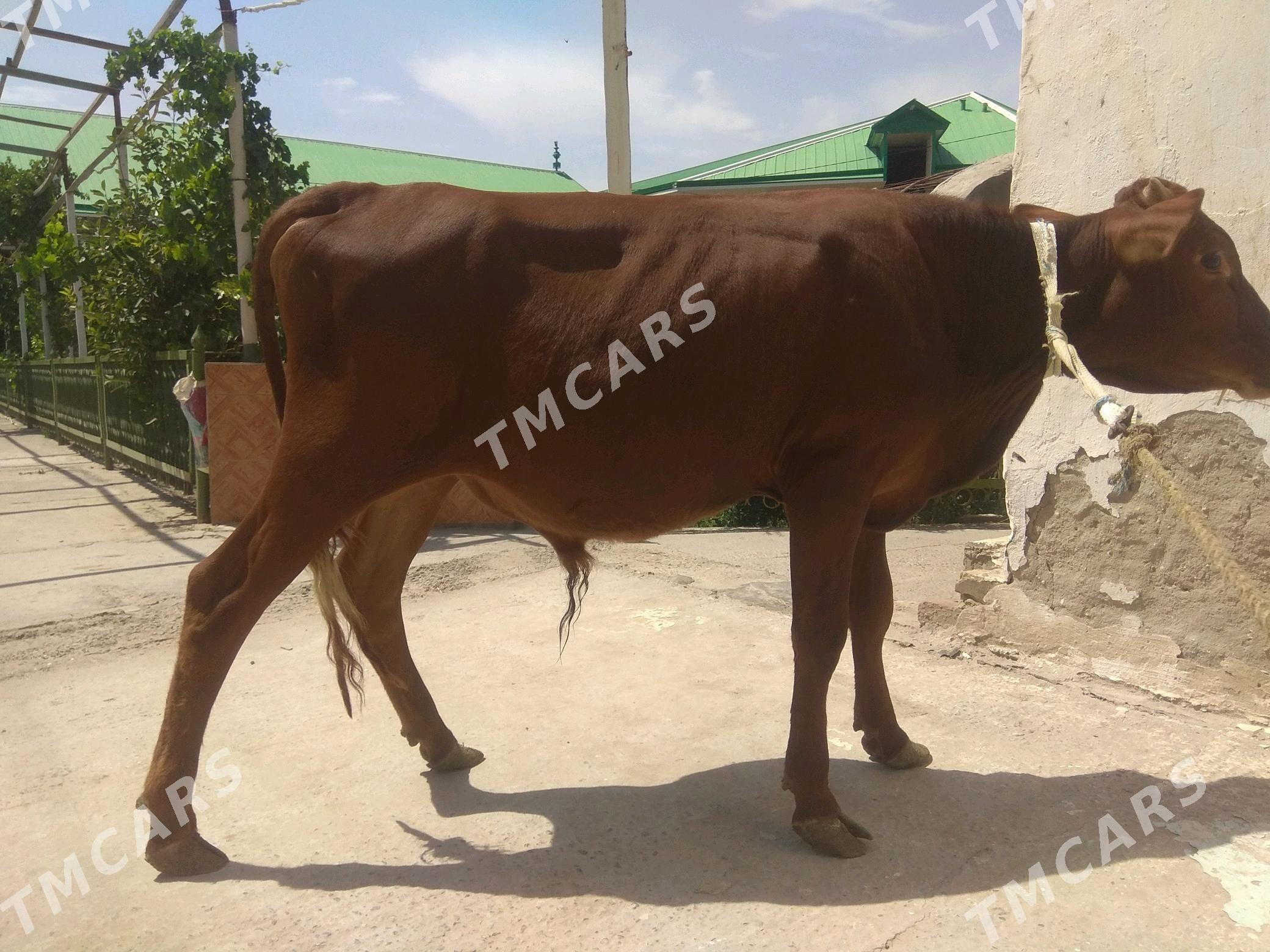 öküzçe - Türkmenabat - img 3