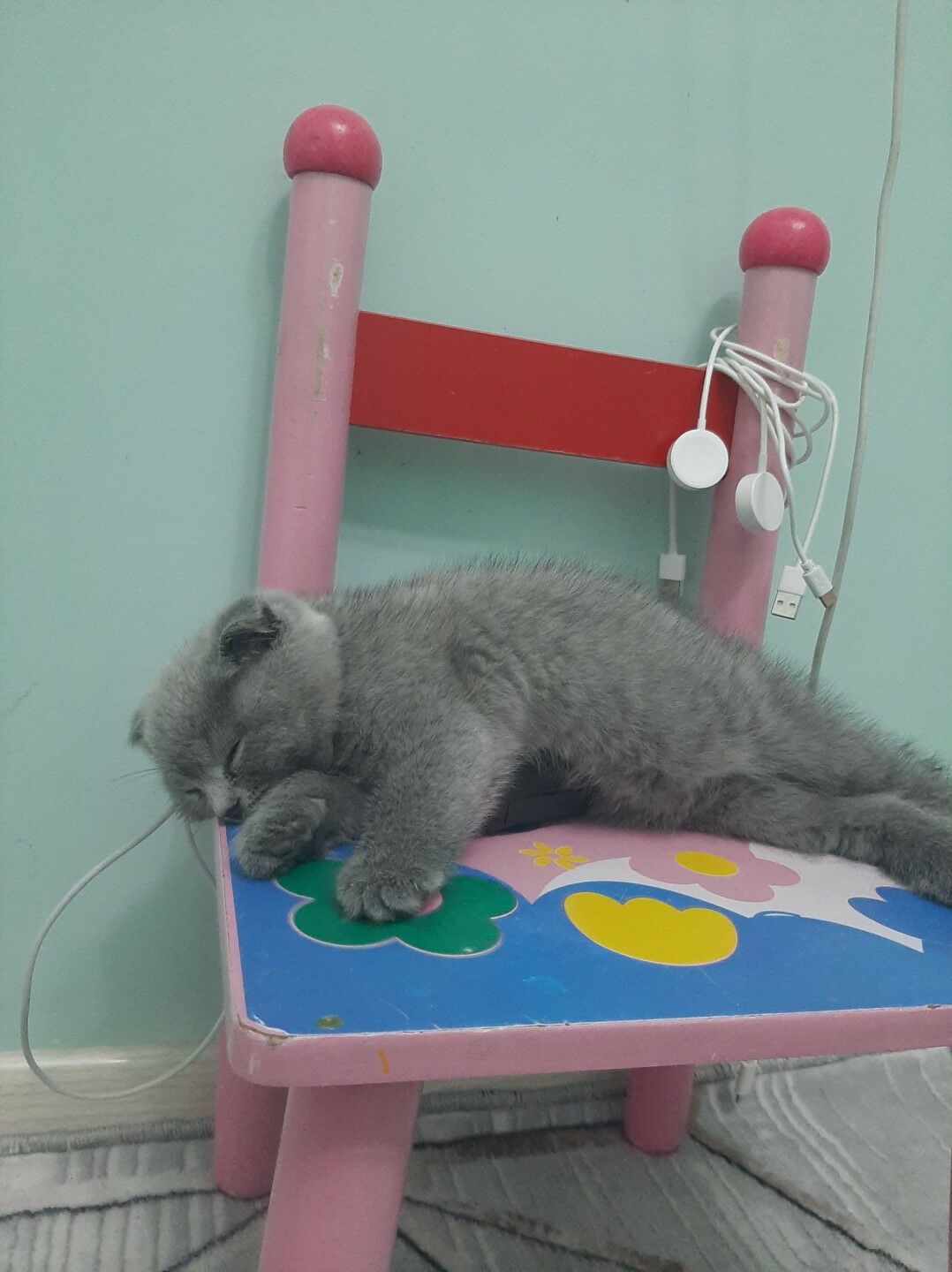 котенок шотланка вислоухая - Mary - img 2