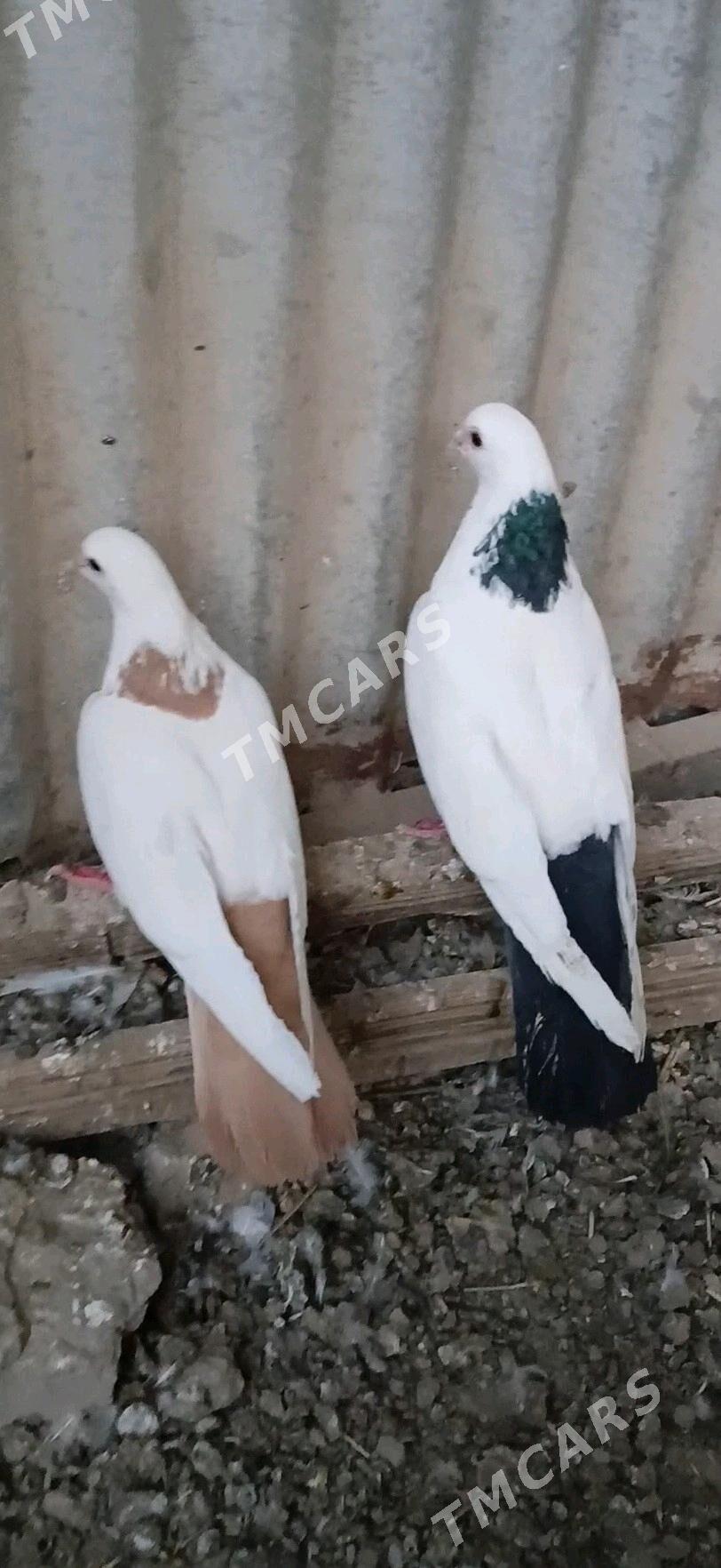kepderi - Mary - img 2
