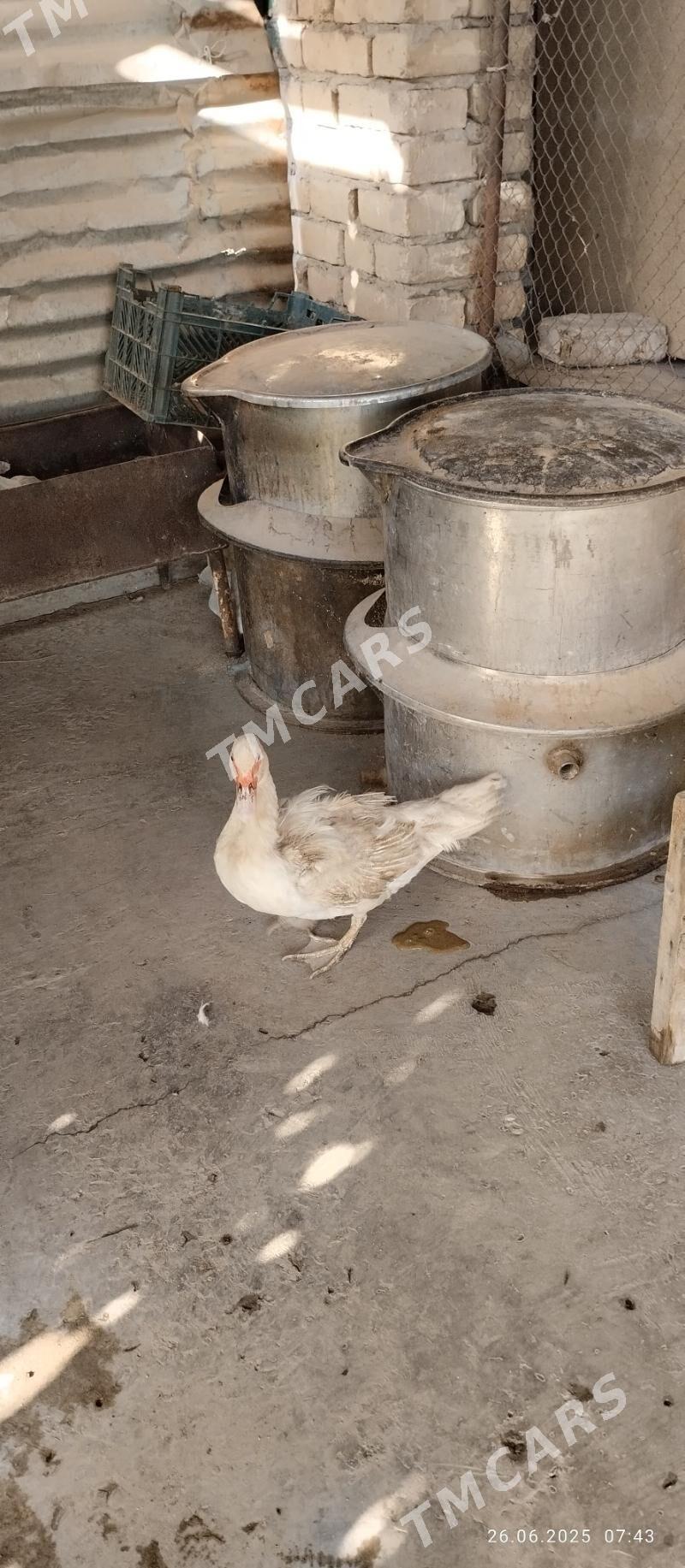 ördek - Türkmenabat - img 2