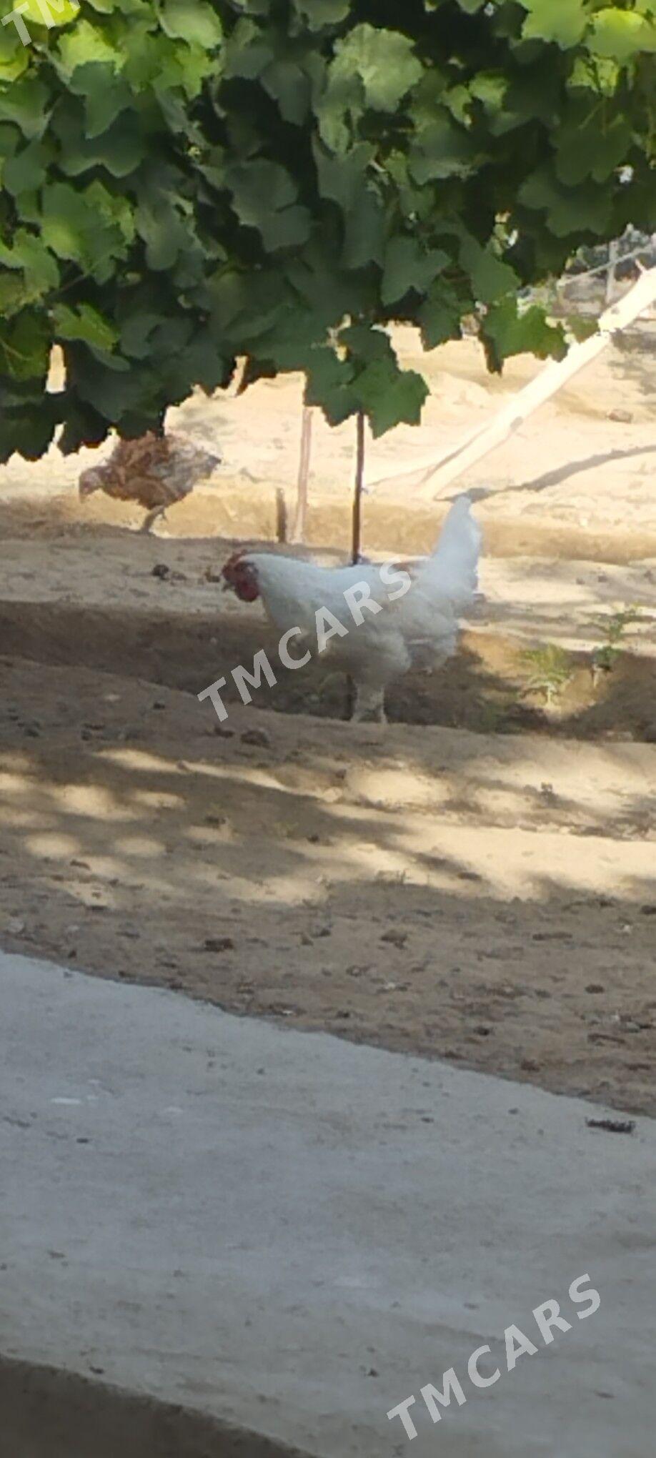 horaz - Çoganly - img 2