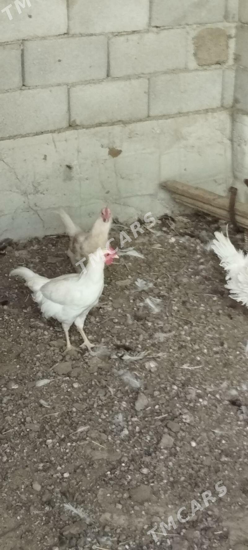 horaz - Çoganly - img 6