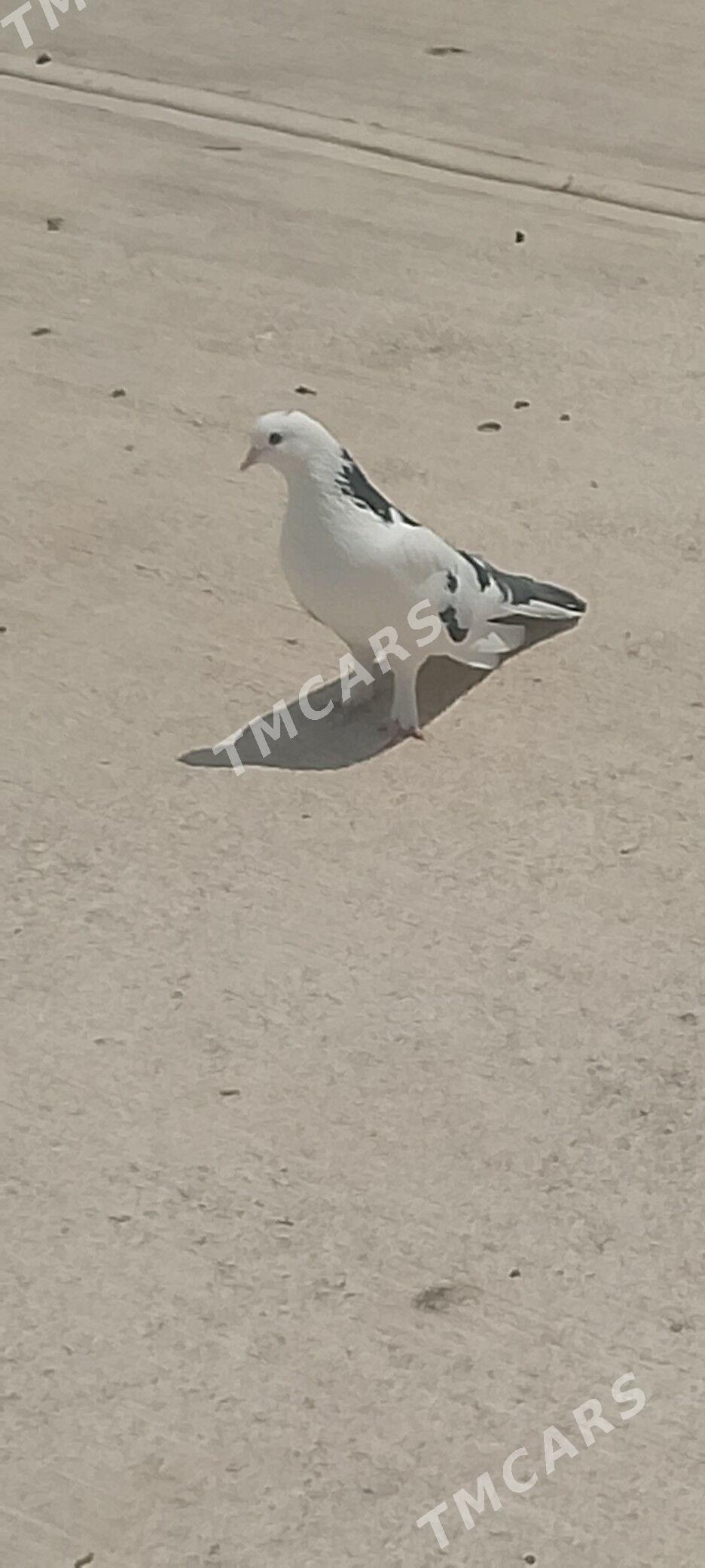 kepderi - Çoganly - img 3