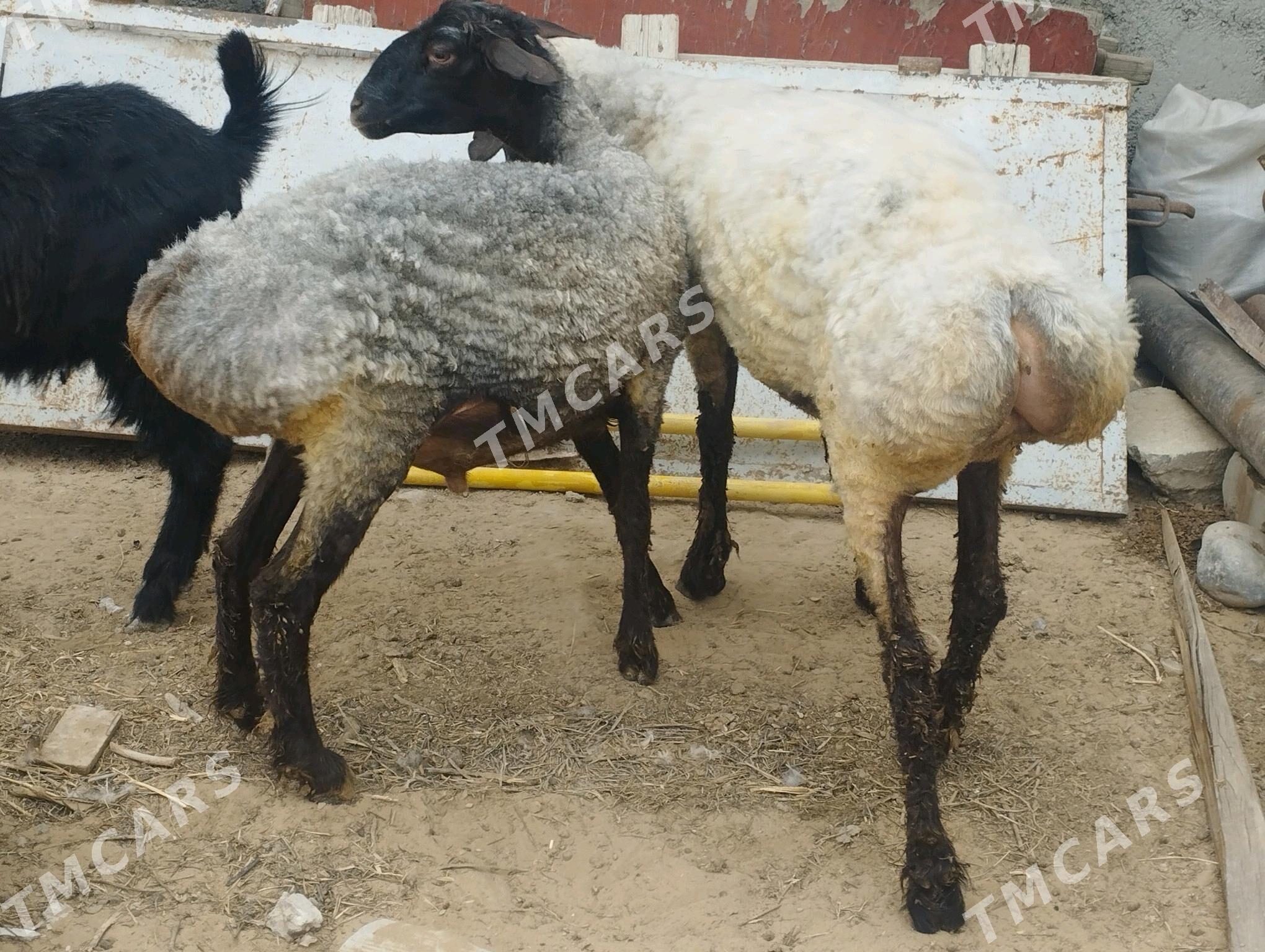 işşek - Ашхабад - img 2
