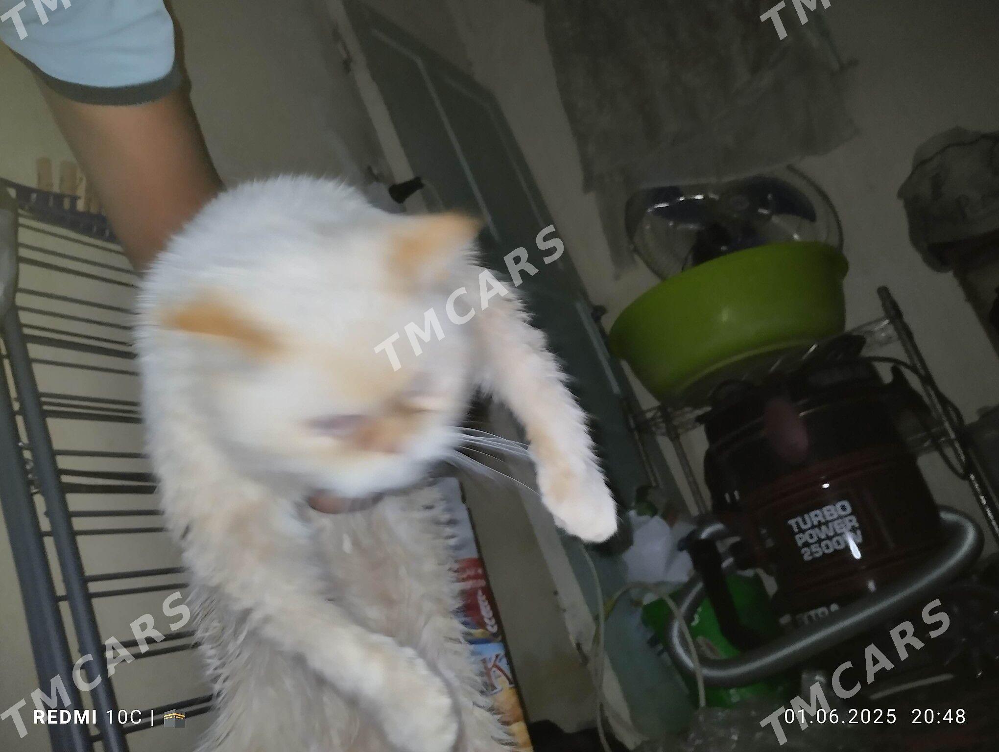 кот - Туркменабат - img 3