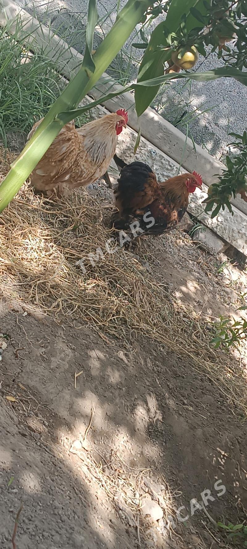 karlik kokunki - Aşgabat - img 2