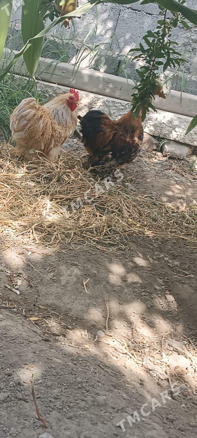 karlik kokunki - Aşgabat - img 3