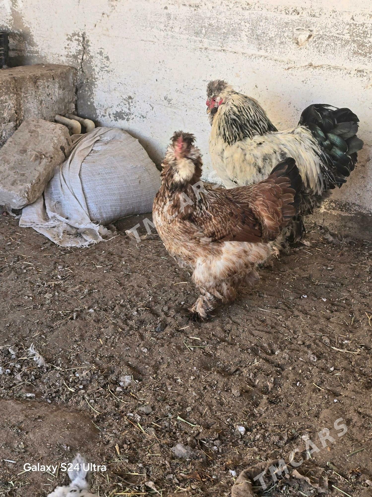 Troyka tawuklar. - Gumdag - img 2
