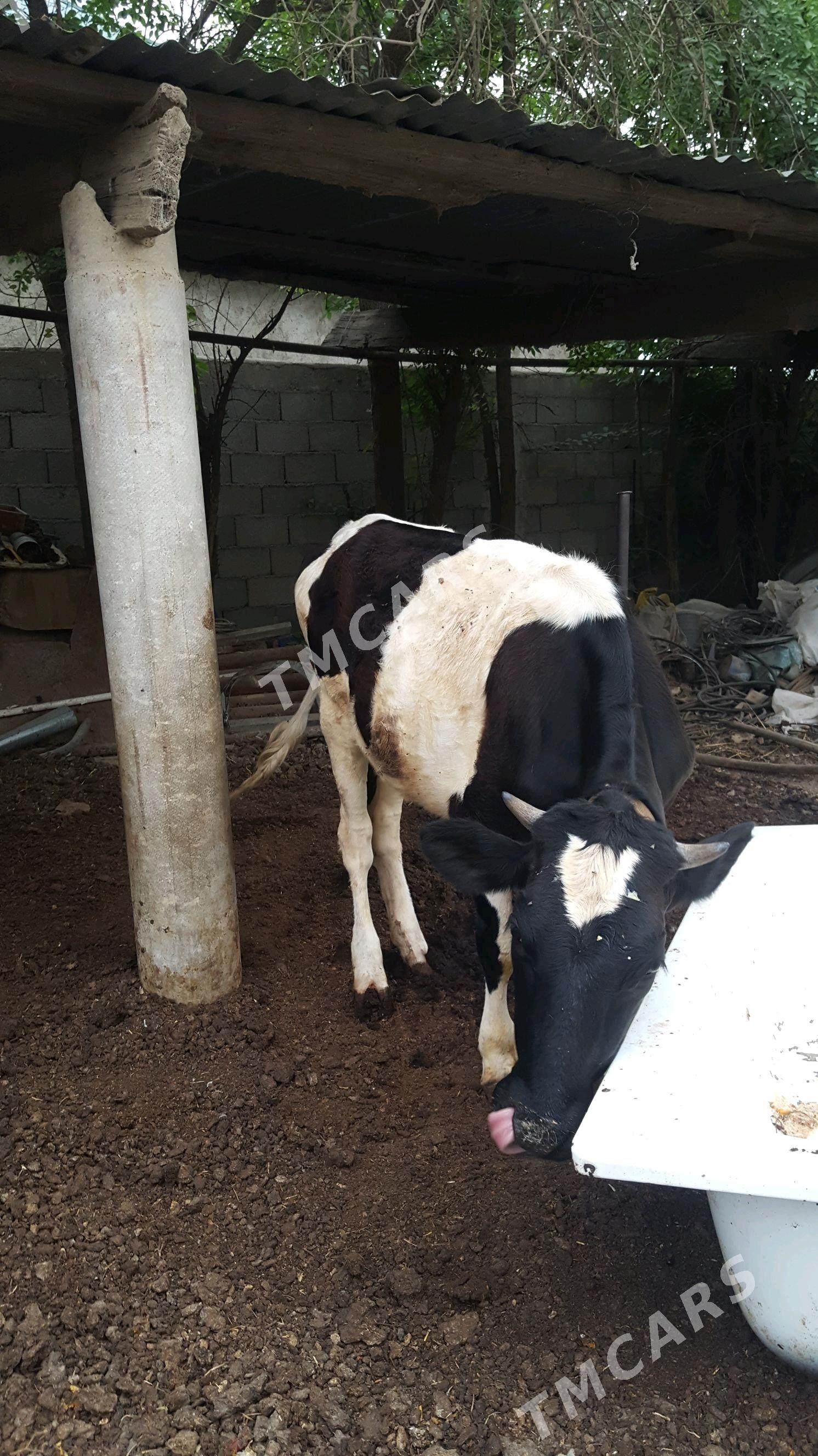 bir yasap gecen tuwe - Çoganly - img 2