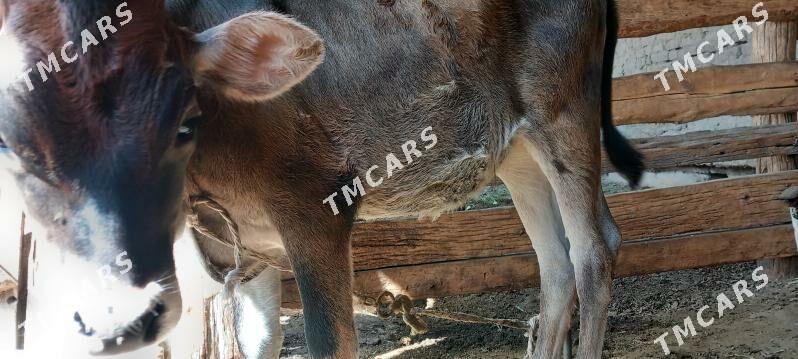 tuwe - Bagyr - img 3