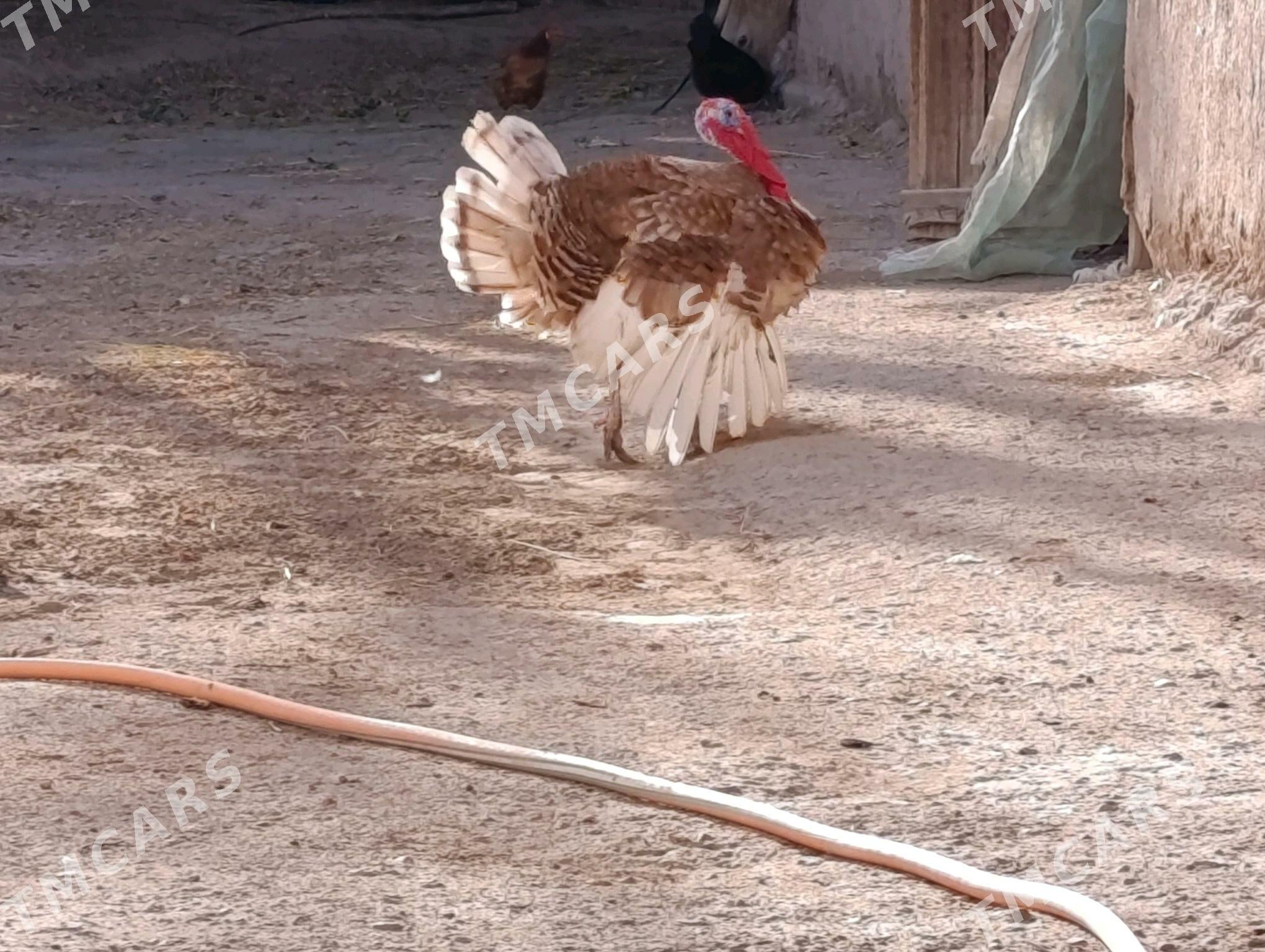 indyuk - Şabat etr. - img 2