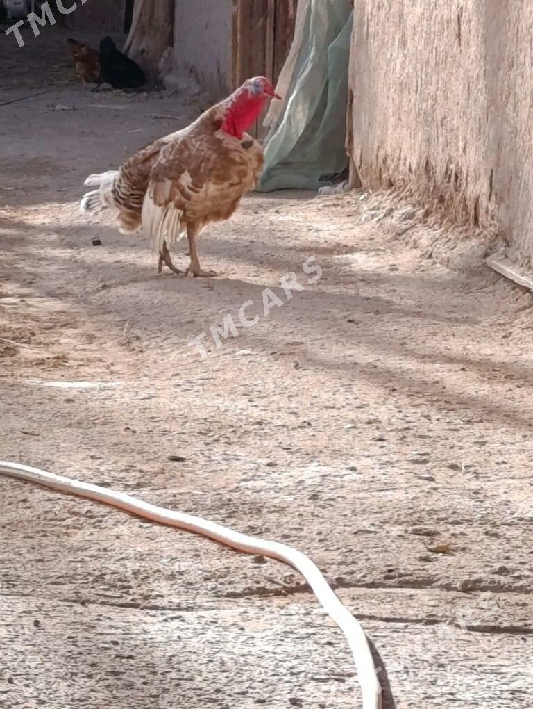 indyuk - Şabat etr. - img 3