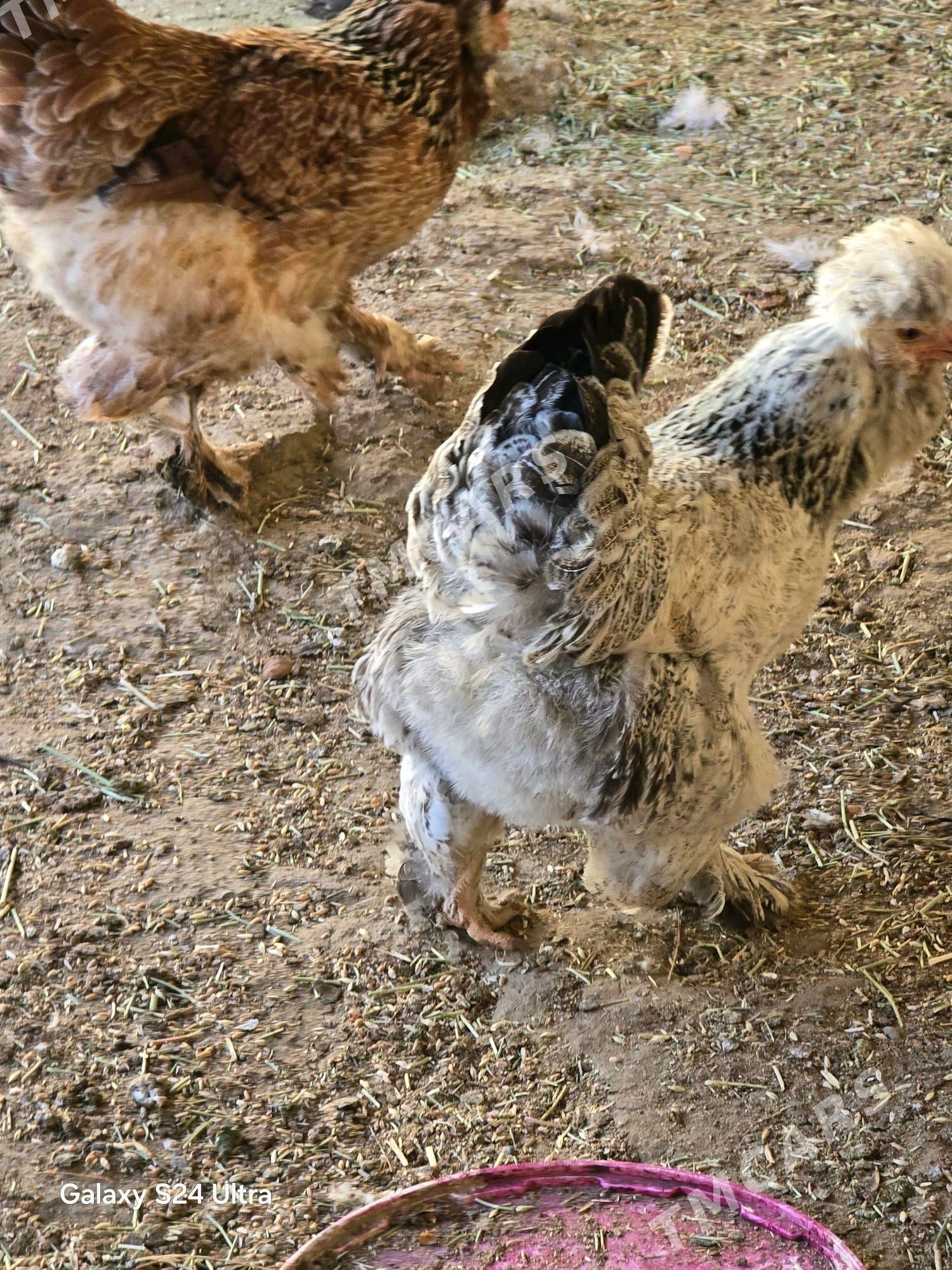 Troyka tawuklar. - Gumdag - img 5