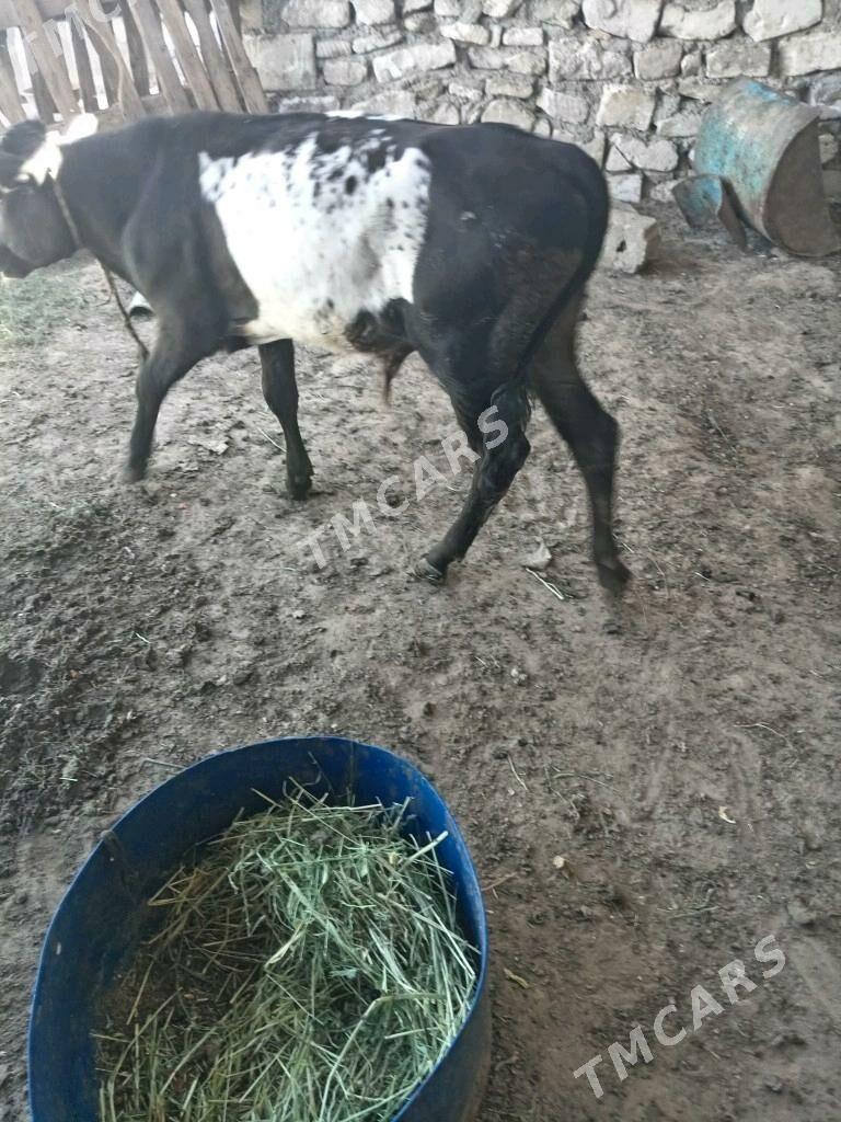 Okuzce - Balkanabat - img 2