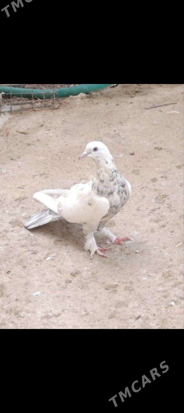 kepderi - Aşgabat - img 6