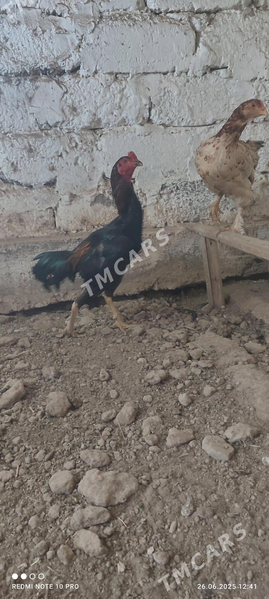 hozar - Çärjew - img 6