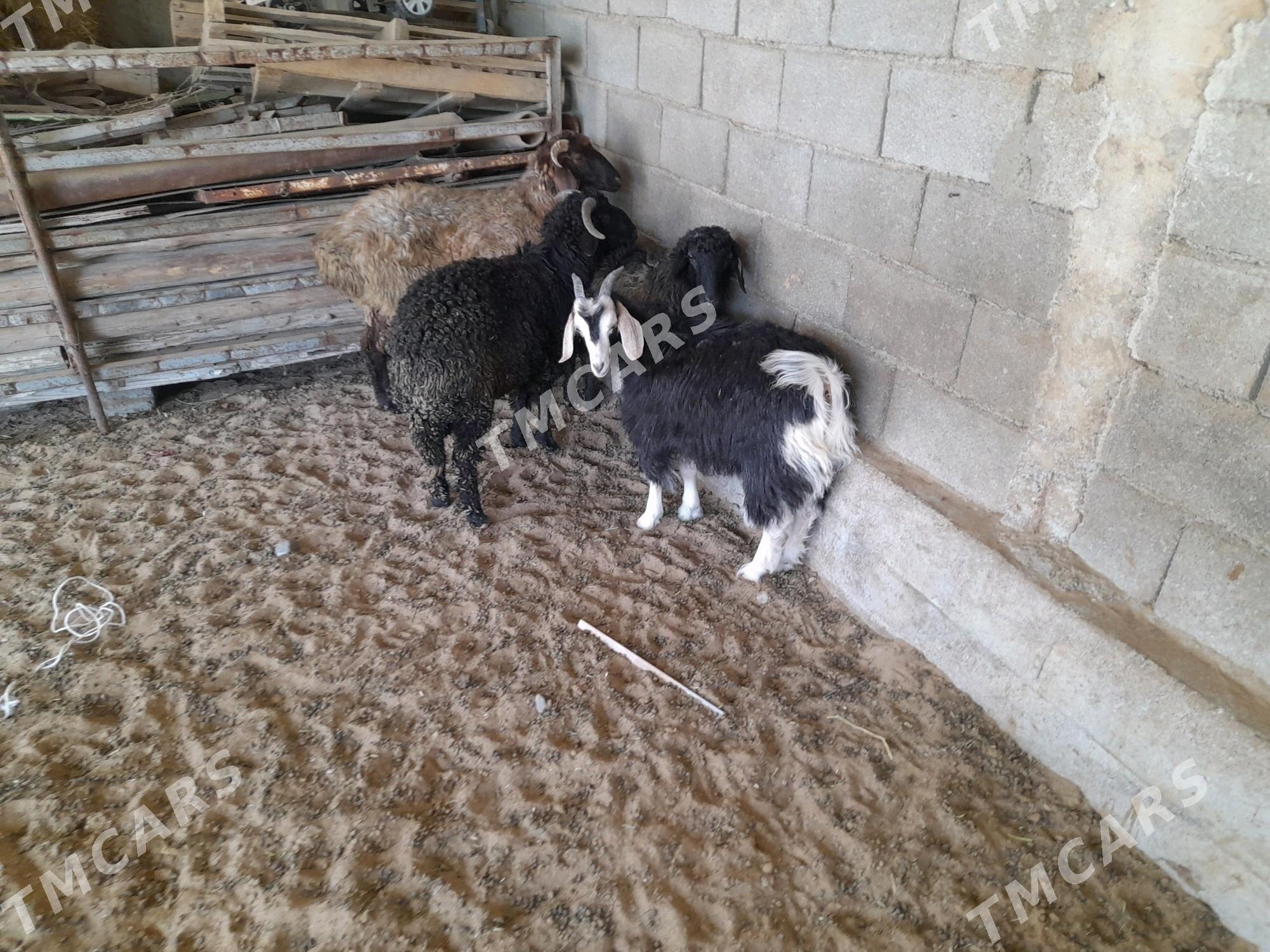 ìşşek - Анев - img 3