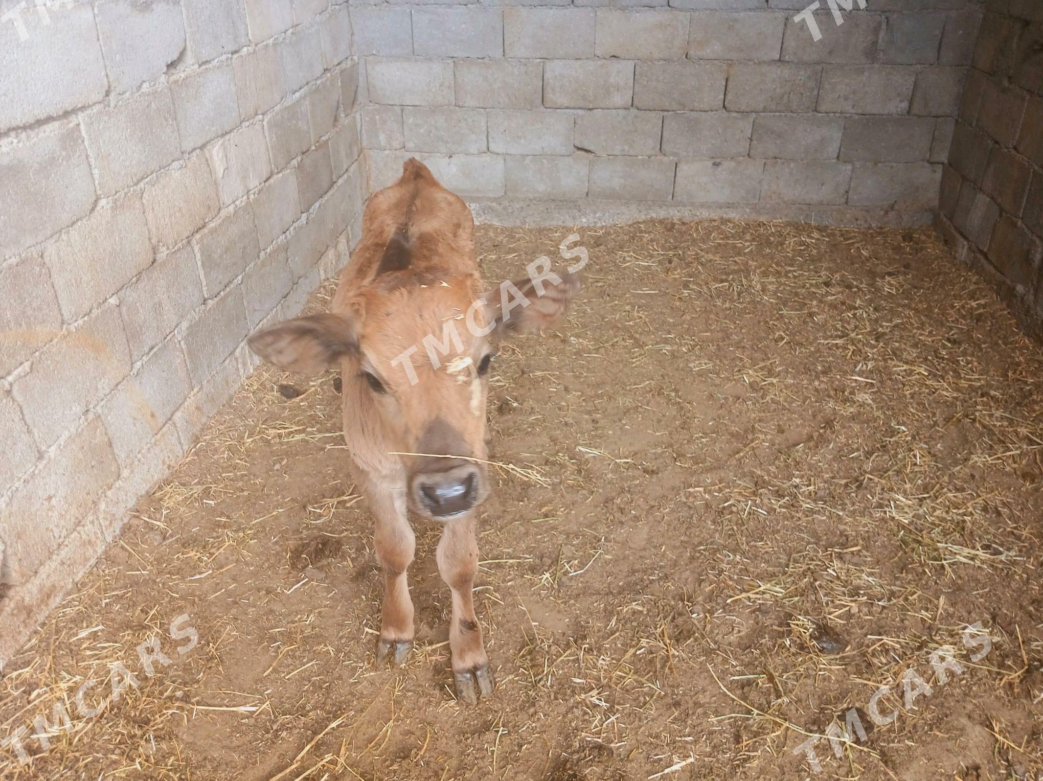 Goleli sygyr arassa siwes suyt - Bagyr - img 4
