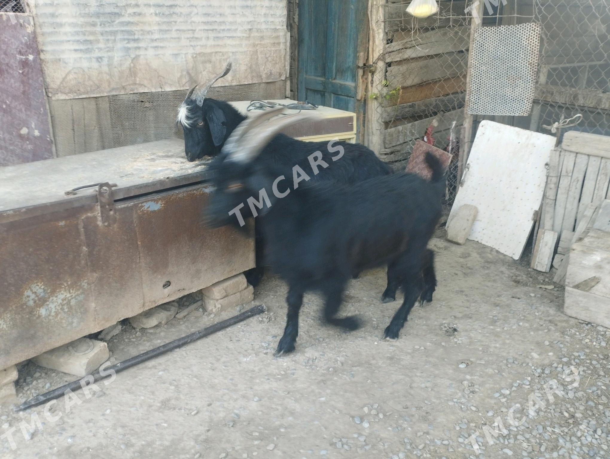 işşek - Анев - img 2