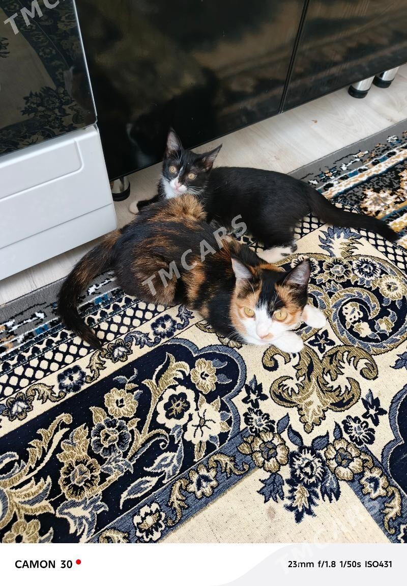 pişik - Daşoguz - img 2