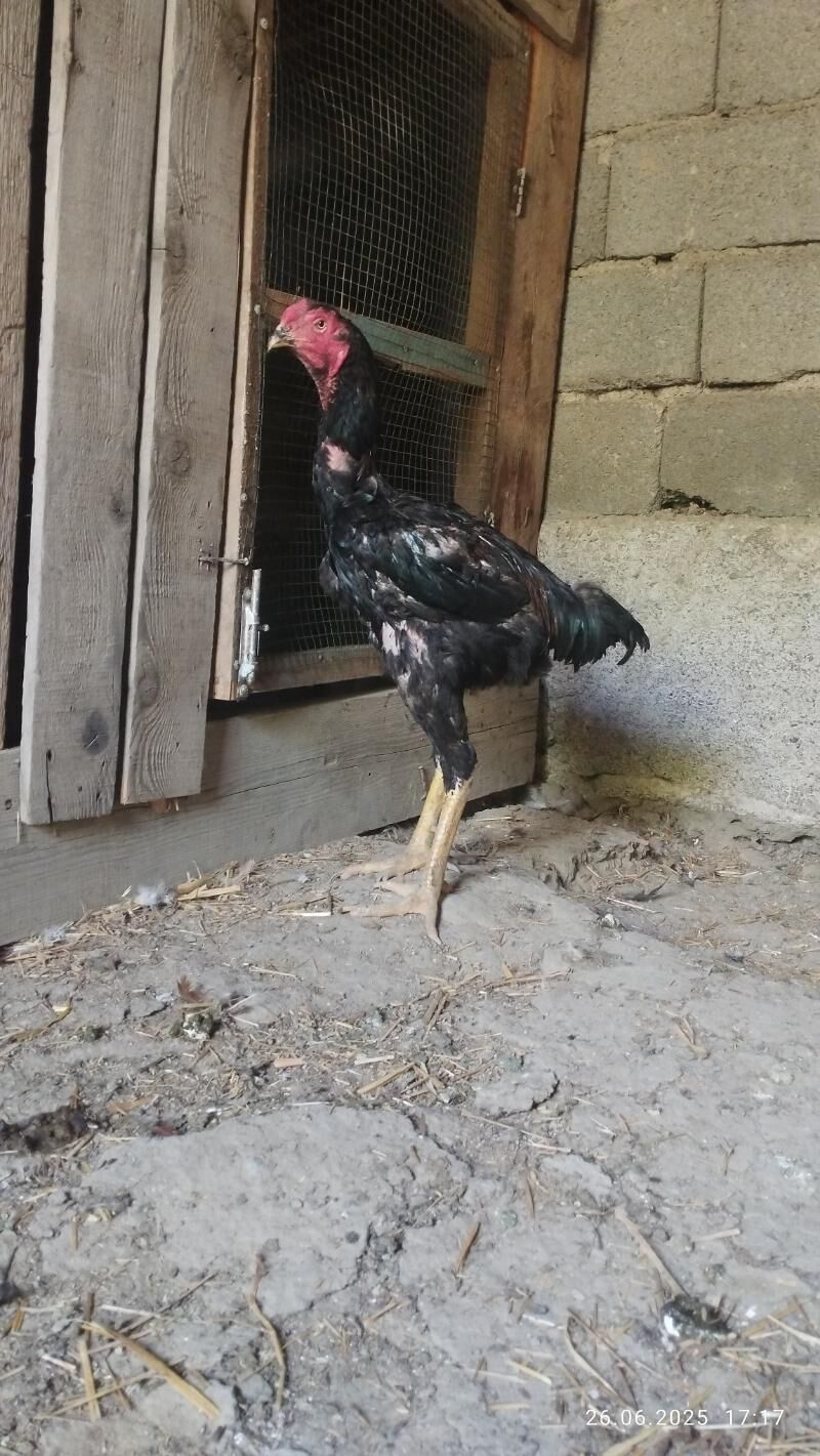 taşkent horaz - Gökdepe - img 3