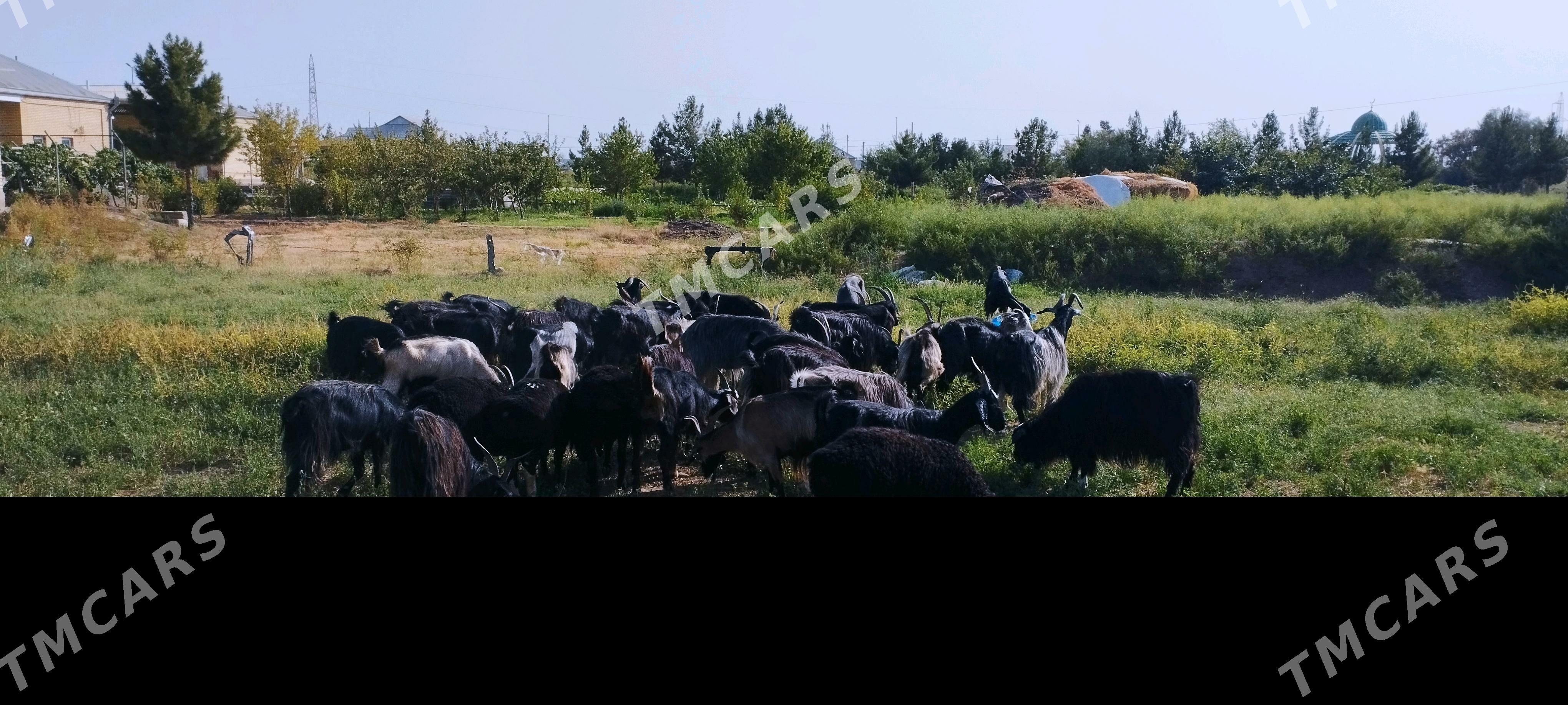 geci - Мары - img 3
