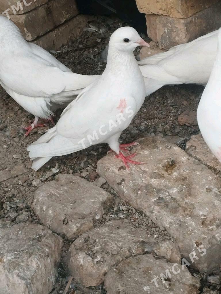 kepderi - Mary - img 3