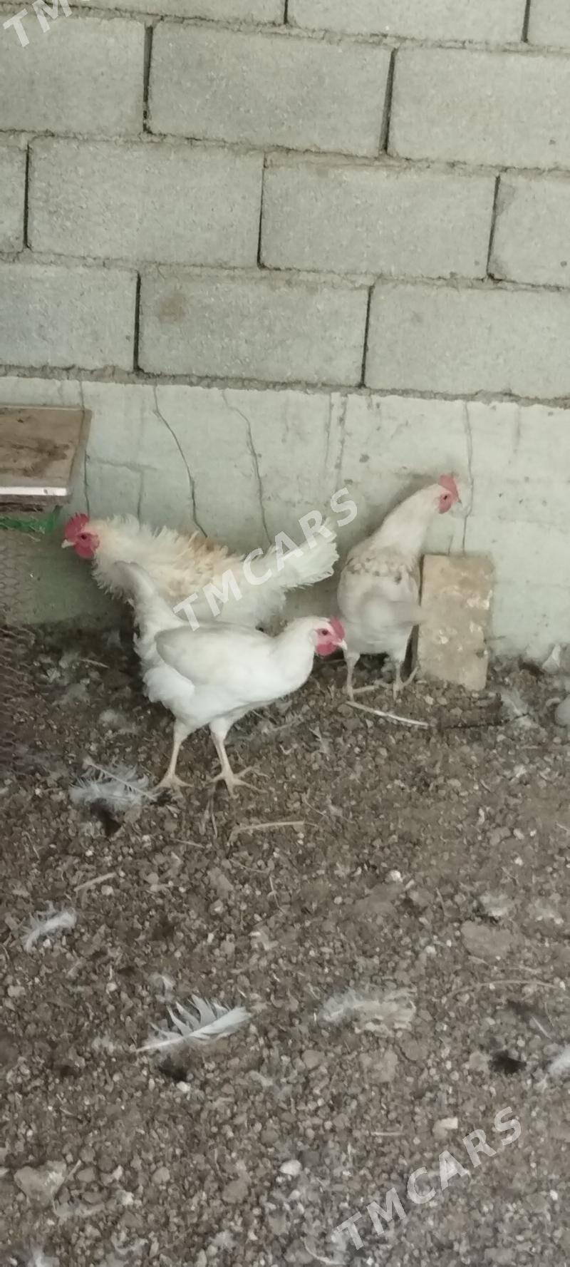 horaz - Çoganly - img 3