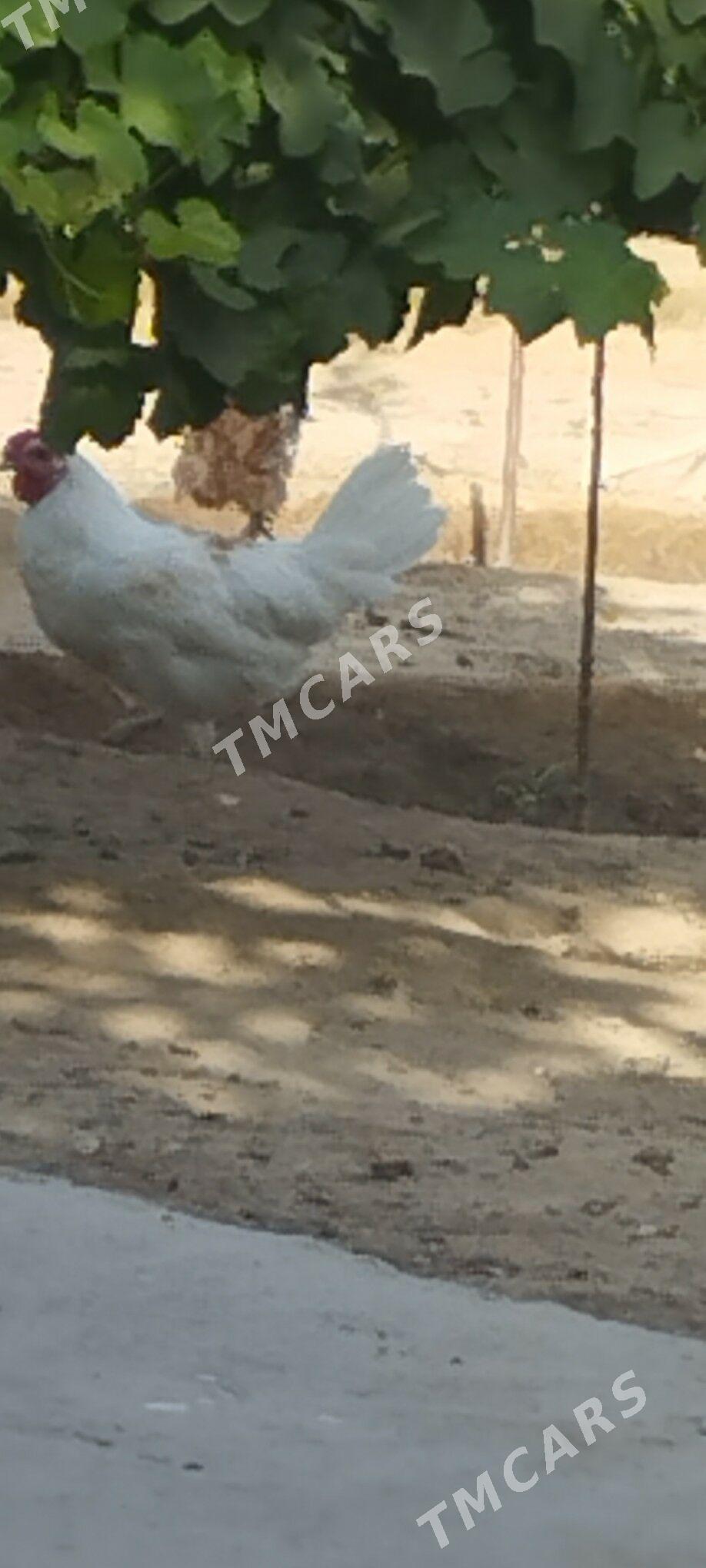 horaz - Çoganly - img 6