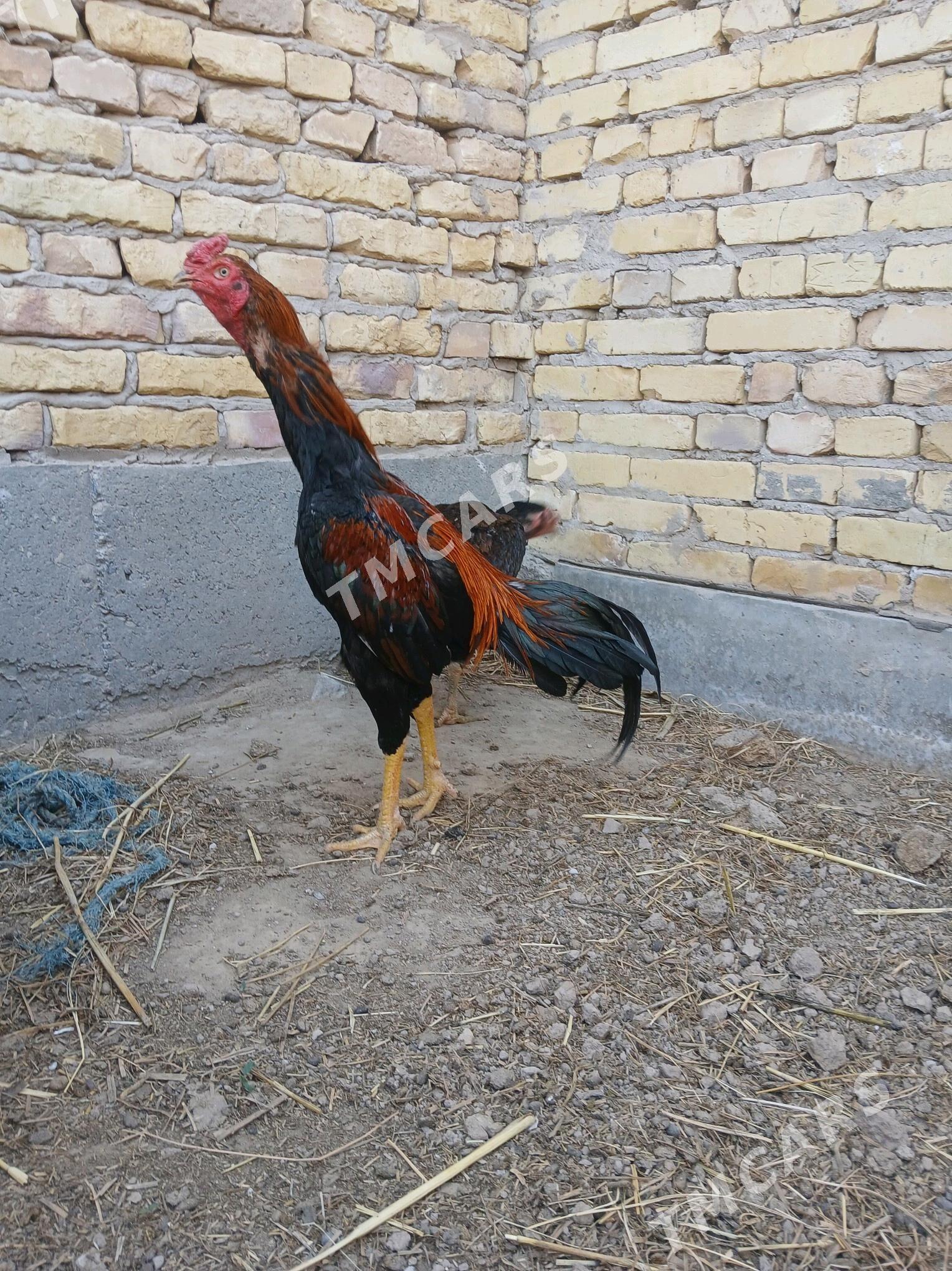 wetnam - Çärjew - img 2