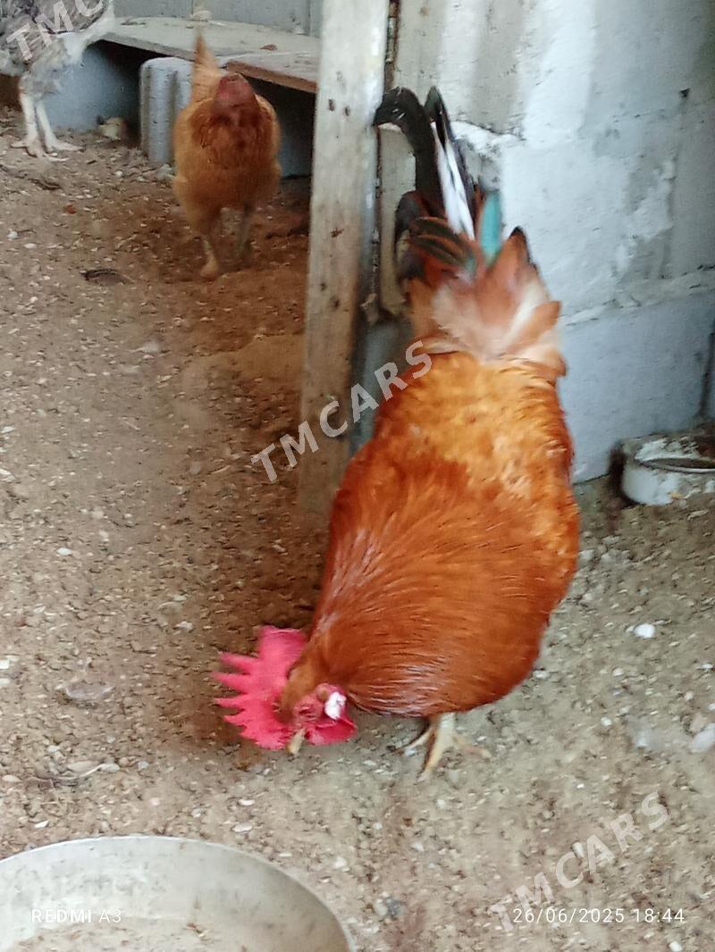 Horaz Türkmen - Türkmenbaşy - img 2